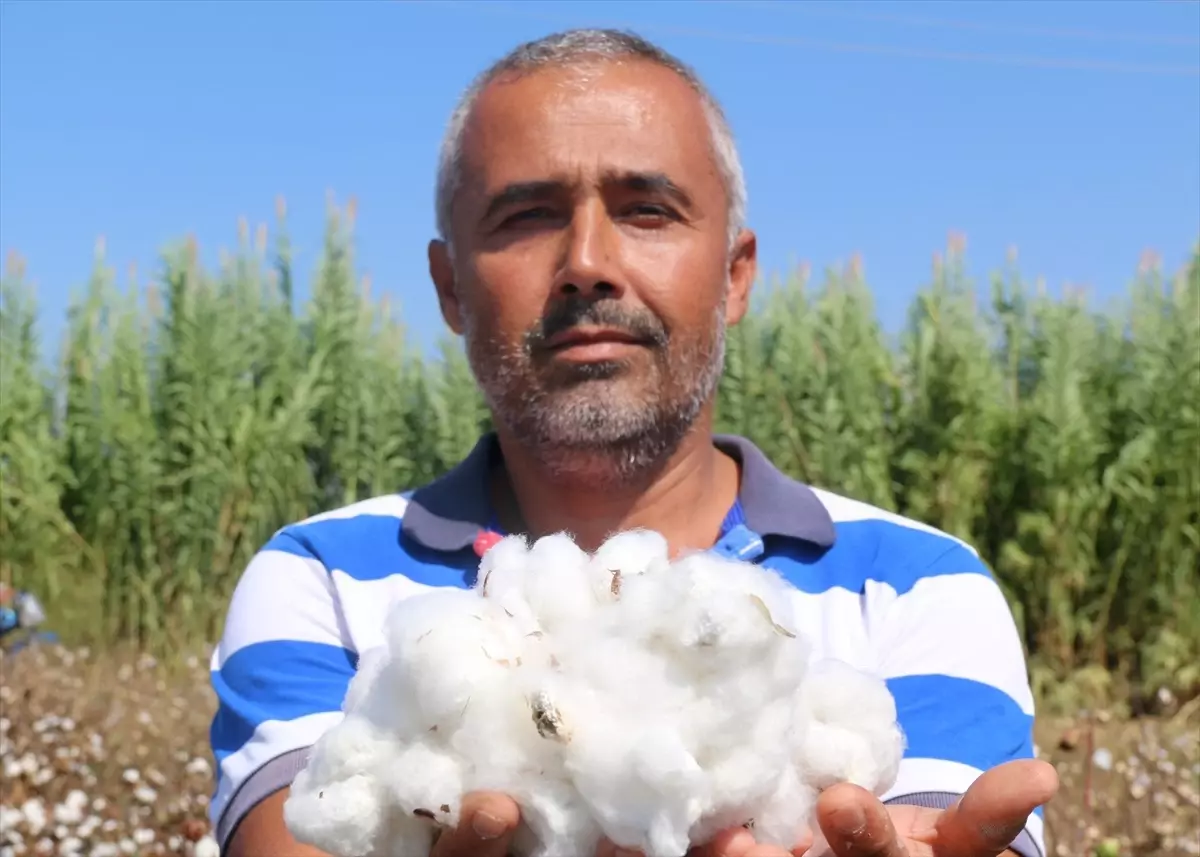 Antalya'da Pamuk Hasadı Başladı, Rekolte Düşük Bekleniyor