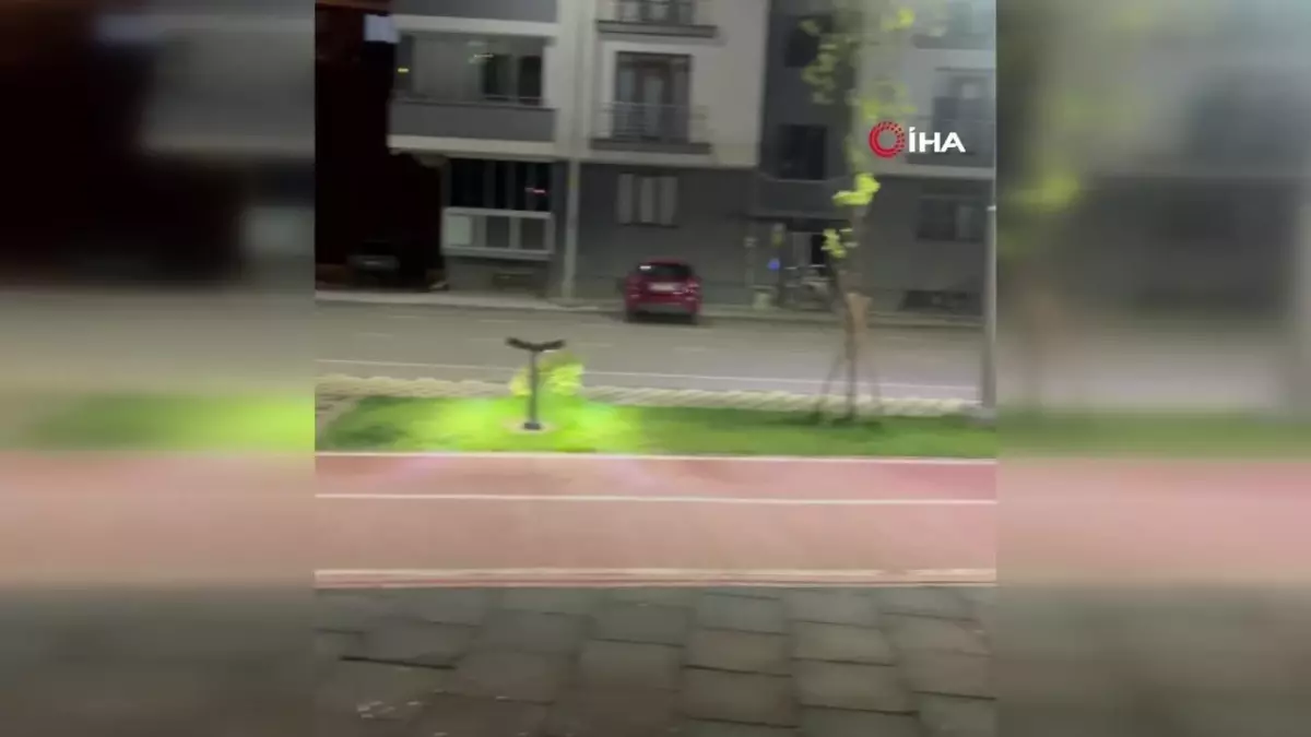 Parkta Oynayan Çocuk ve Tilki ile Eğlenceli Anlar