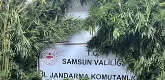 Samsun'da Uyuşturucu Operasyonu: 1 Gözaltı