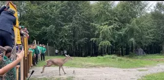 Kızıl Geyikler Doğaya Salındı