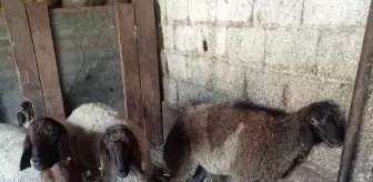 Başboş Köpekler Tarsus'ta Koyunları Telef Etti