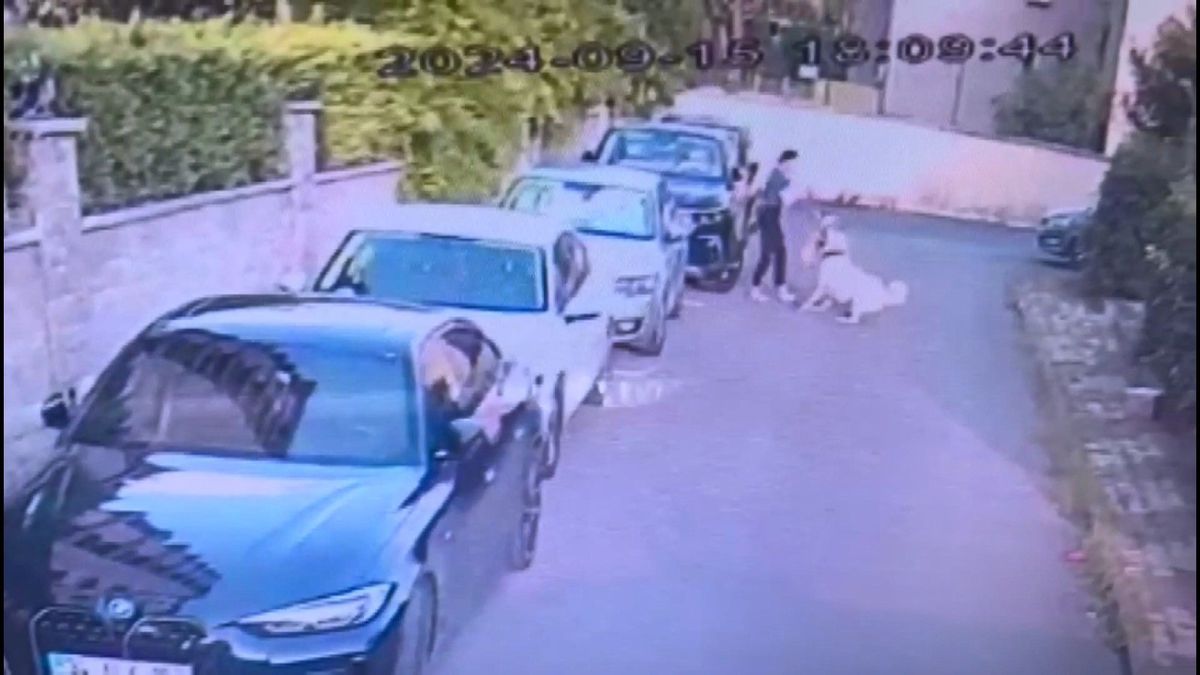 Ataşehir'de Kangaldan 'Poddle' Köpeğine Saldırı: Toffy Hayatını Kaybetti