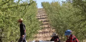 Elazığ'da Badem Hasadı Heyecanı Başladı