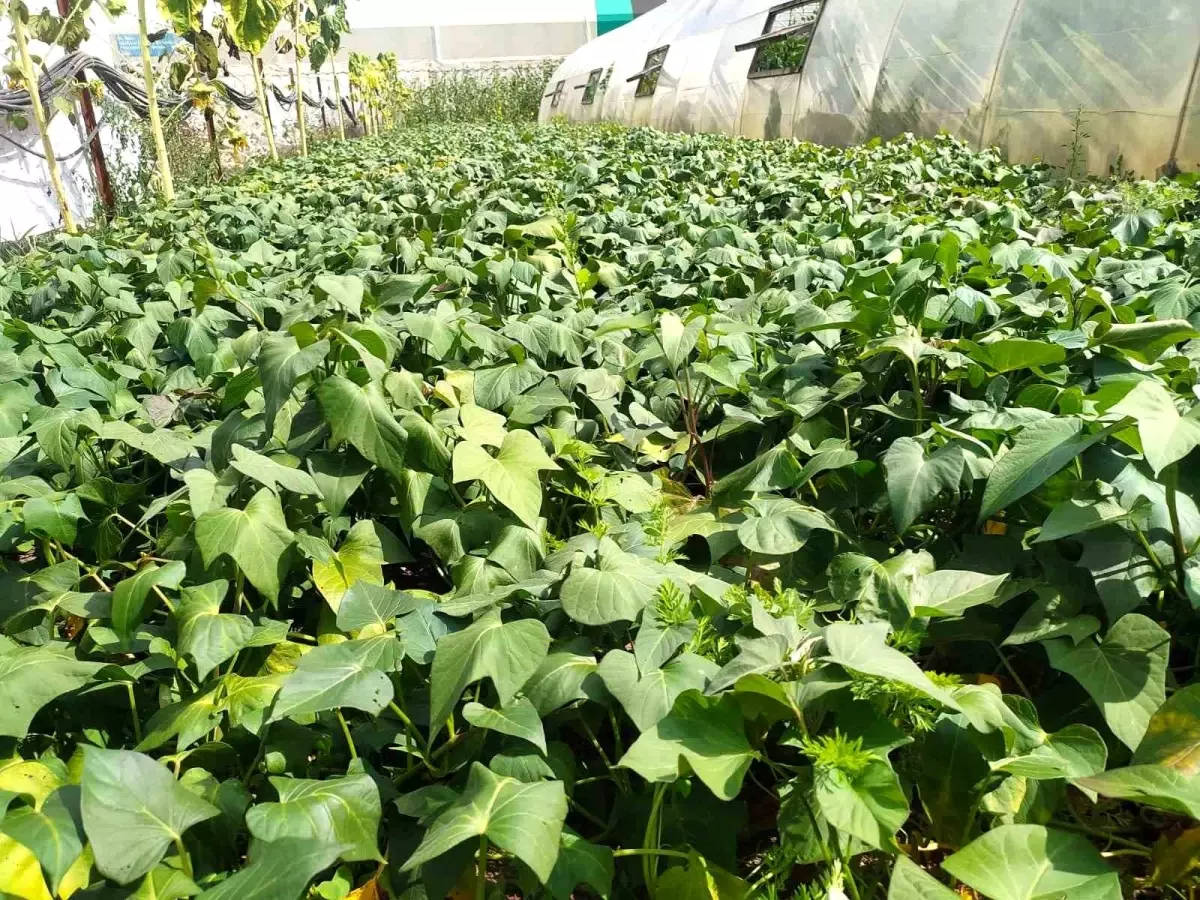 Giresun'da Kırmızı Tatlı Patates Üretimi Artıyor