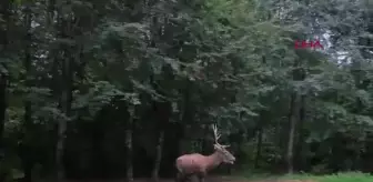 Kızıl Geyikler Doğaya Salındı