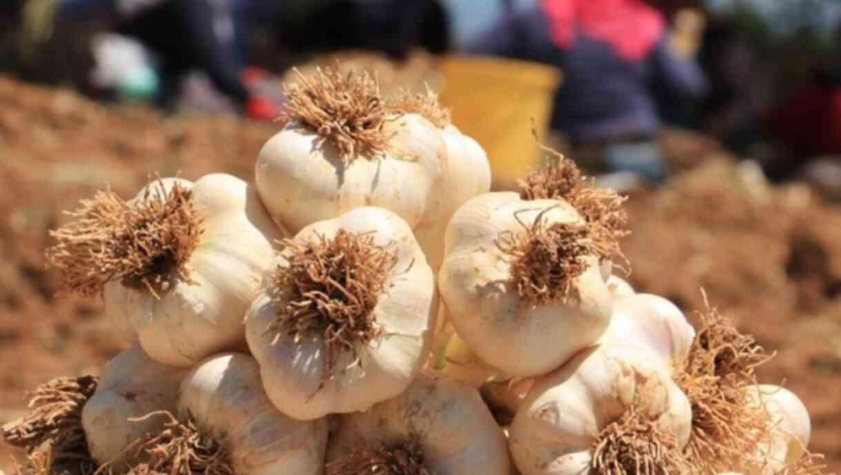 Sarımsak tansiyonu düşürür mü? Sarımsak tansiyonu düşürür mü?