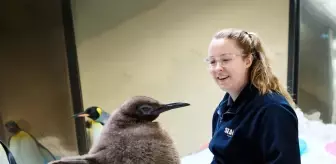 Avustralya'daki Kral Penguen Yavrusu Pesto Sosyal Medyanın Gözdesi Oldu