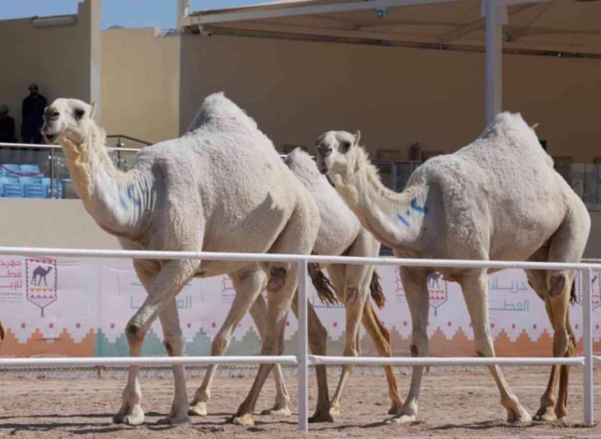 Deve eti yenir mi, helal mi?