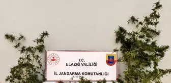 Elazığ'da Bahçesinde Hint Keneviri Eken Şüpheli Gözaltına Alındı