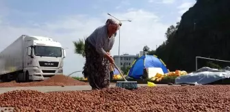 Giresun'da Fındık Rekoltesi ve Randımanı Üreticiyi Yanılttı