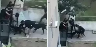 Pitbull dehşeti anbean kamerada! Ne yaptılarsa kurtaramadılar, gencin çığlıkları sokağı inletti