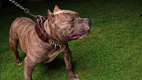 Pitbull neden saldırır, öldürür mü? Pitbull beslemek yasak mı? Pitbull neden saldırır, öldürür mü? Pitbull beslemek yasak mı?