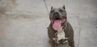 Pitbull neden saldırır, öldürür mü? Pitbull beslemek yasak mı?