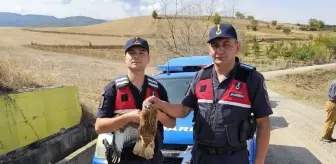 Yaralı Kızıl Şahin Koruma Altına Alındı