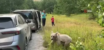 Tatvan'da Vatandaşlar Ayılarla Selfie Çekip Cips İkram Etti