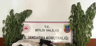 Bitlis'te Jandarma Operasyonu: 2 Kilo Esrar ve 164 Kök Kenevir Ele Geçirildi