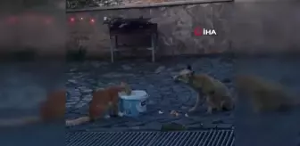 Nemrut Dağı'nda Kedi ve Tilkinin Yemek Mücadelesi