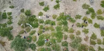 Uludere'de Behdini Üzümü Hasat Şenliği Düzenlendi