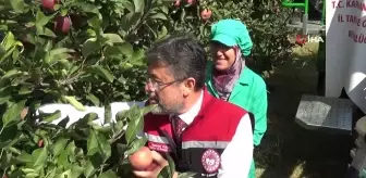 Tarım ve Orman Bakanı İbrahim Yumaklı, Karaman'da elma hasadı yaptı