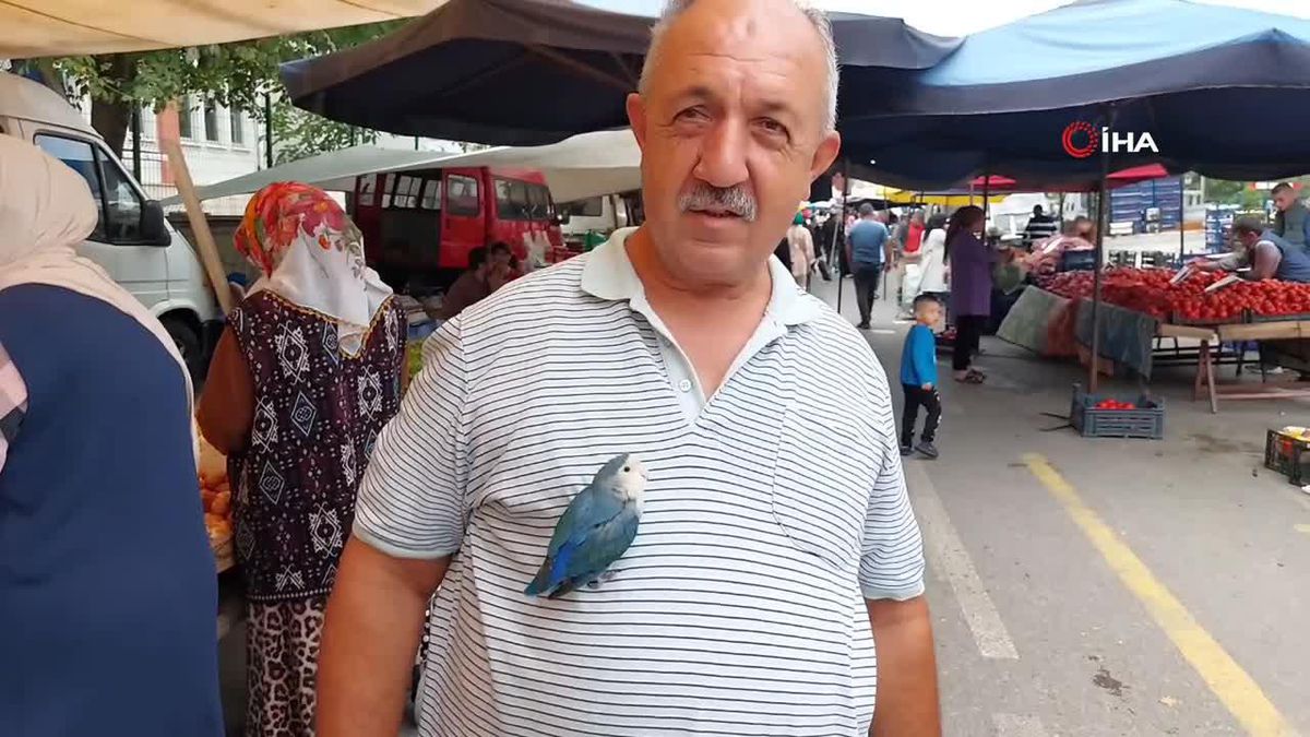 Ahmet Dinlenmez'in Sevda Papağanı ile İki Yıllık Macerası