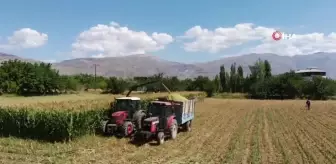 Erzincan'da Silajlık Mısır Hasadı Devam Ediyor