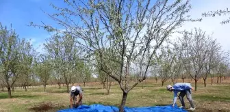 Edirne'de Badem Üretimi Yeniden Canlanıyor