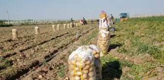 Niğde'de Patates Hasadı İklim Değişikliği Sebebiyle 25 Gün Erken Başladı