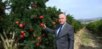 Denizli'de Nar Hasadı Başladı, Rekor Üretim Bekleniyor