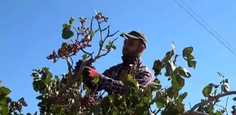 Elazığ'da Antep Fıstığı Hasadı Başladı