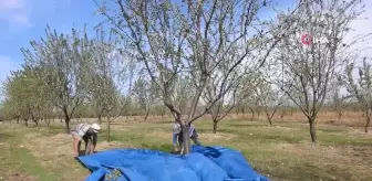 Edirne'de İklim Değişikliğine Dayanıklı Badem Hasadı Başladı