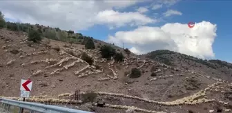 İstanbul'un Stresinden Kaçıp Sivas'ta Çobanlık Yapmaya Başladı