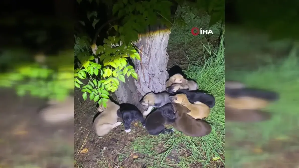 Yavru Köpeklere Şefkatli Bakım: Bekçilerden Yürek Isıtan Hareket