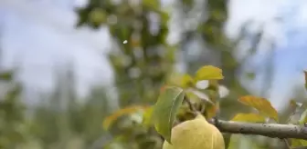 Yeni Armut Çeşitleri Ateş Yanıklığına Toleranslı Olarak Geliştirildi