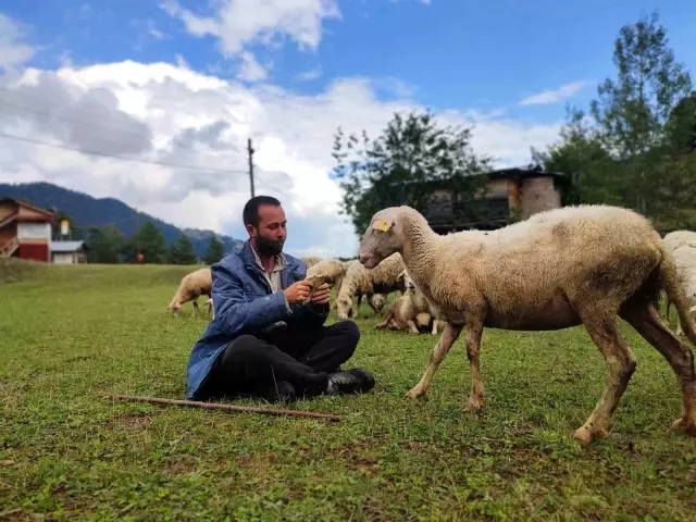 He went abroad and graduated from two universities! The educated shepherd does not give up on his goals; he is both herding sheep and preparing for exams.