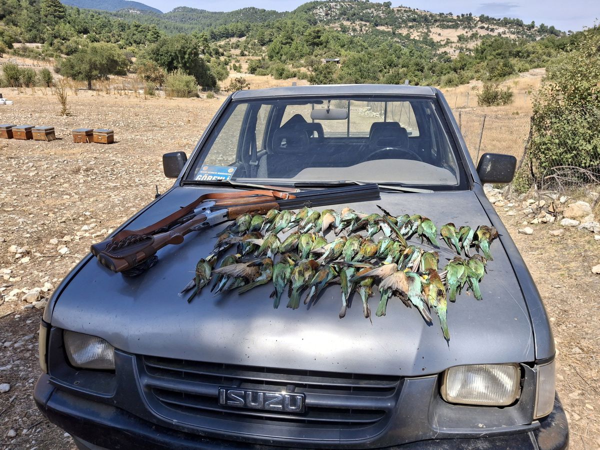 Kaş'ta 45 Arı Kuşunu Avlayan İki Kaçak Avcı Yakalandı