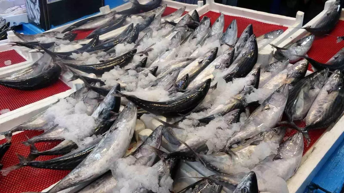 Palamut diyatları tavan yaptı: Av miktarı düşüyor