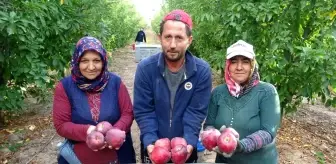 Isparta'da Elma Hasadı Başladı: 1 Milyon Ton Rekolte Bekleniyor