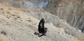 Hakkari'den getirilen kaya kartalı ve kızıl akbaba doğaya salındı