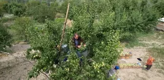 Çubuk'ta Kışlık Armut Hasadı Başladı