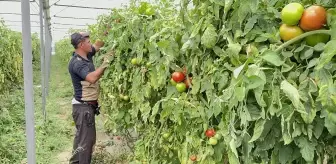 Isparta'da Domates Hasadı Yüzde 85 Tamamlandı, İhracat Devam Ediyor