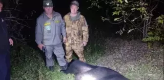 Rusya'da gece eve giren ayı, baba ve oğlunu öldürdü