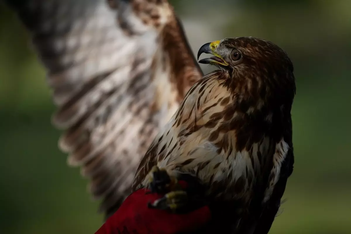Düzce'de Yaralı Kızıl Şahin İyileştirildi
