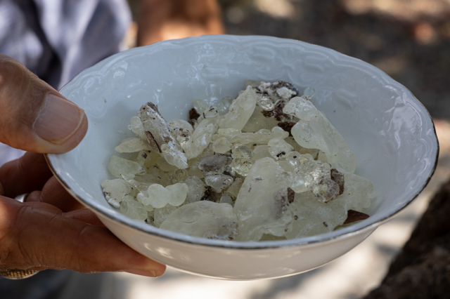 The mastic harvest has begun in Çeşme