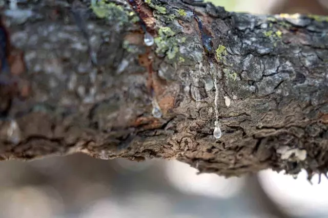 The gum harvest has begun in Çeşme, with a price of 12,000 TL per kilogram.