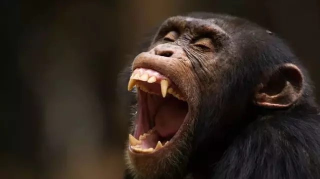 In Guinea, a chimpanzee killed an 8-month-old baby that it snatched from its mother's arms.