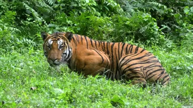 A man was seriously injured after being attacked by a tiger while he was relieving himself among the bushes in India.