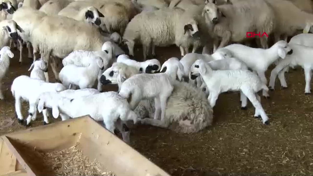 Osmaniye'de Mavi Dil Hastalığı Tespit Edildi: Telaş Gerek Yok