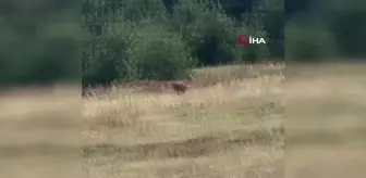 Ardahan'da Dağ Ceylanı Görüntülendi