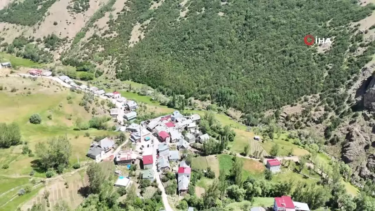 Ayıların Köy Merkezine İnişi: Tavuklar Telef Oldu, Fasulye Yok Oldu