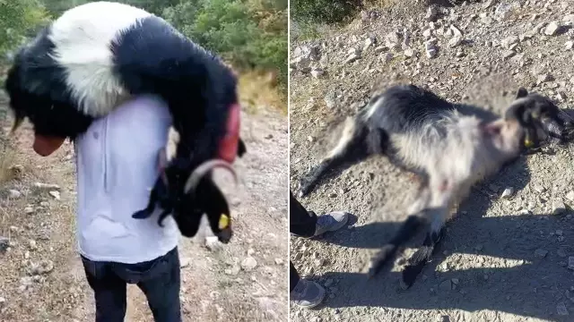 Brutality in Denizli: 10 shot goats have died.